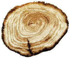 PN-0146159 Vervaco "Stump" embroidery kit