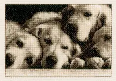 PN-0154541 Набір для вишивки хрестом Vervaco Labradors "Сім'я лабрадорів"