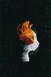 PN-0154999 Набір для вишивки хрестом Vervaco Kitten II "Кошеня II"