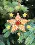 Christmas tree toy cross-stitch kit Т-07 Set of pictures "Christmas toys"