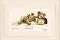 PN-0143730 Vervaco "Baby sleeps"