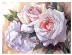 35247 Набір для вишивання DIMENSIONS «White Roses • Білі Троянди». Catalog. Kits