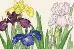 XBD14 Набор для вышивания крестом Iris Blooms "Ирис цветёт" Bothy Threads. Каталог товарів. Набори