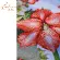 PN-0198291 Набір для вишивання хрестом 39х51см,27аи.LanArte HOLLY JOLLY AMARYLLIS ВЕСЕЛИЙ АМАРІЛІС. Catalog. Kits