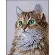 PN-0203542 Набір для вишивки хрестом LanArte The purrfect stare Чистий погляд. Catalog. Kits