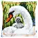 PN-0147361 Набор для вышивания крестом (подушка) Vervaco Swan and Cygnet "Лебедь с птенцом". Catalog. Kits