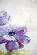 PN-0008028 Набор для вышивки крестом LanArte Anemones "Анемоны". Catalog. Kits