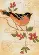 06237 Набор для вышивания гладью DIMENSIONS Elegant Oriole "Элегантная иволга" . Каталог товарів. Набори